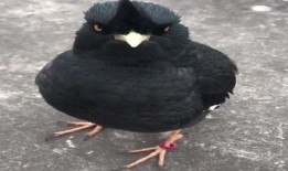 八哥爆料视频大全,揭秘娱乐圈幕后真相